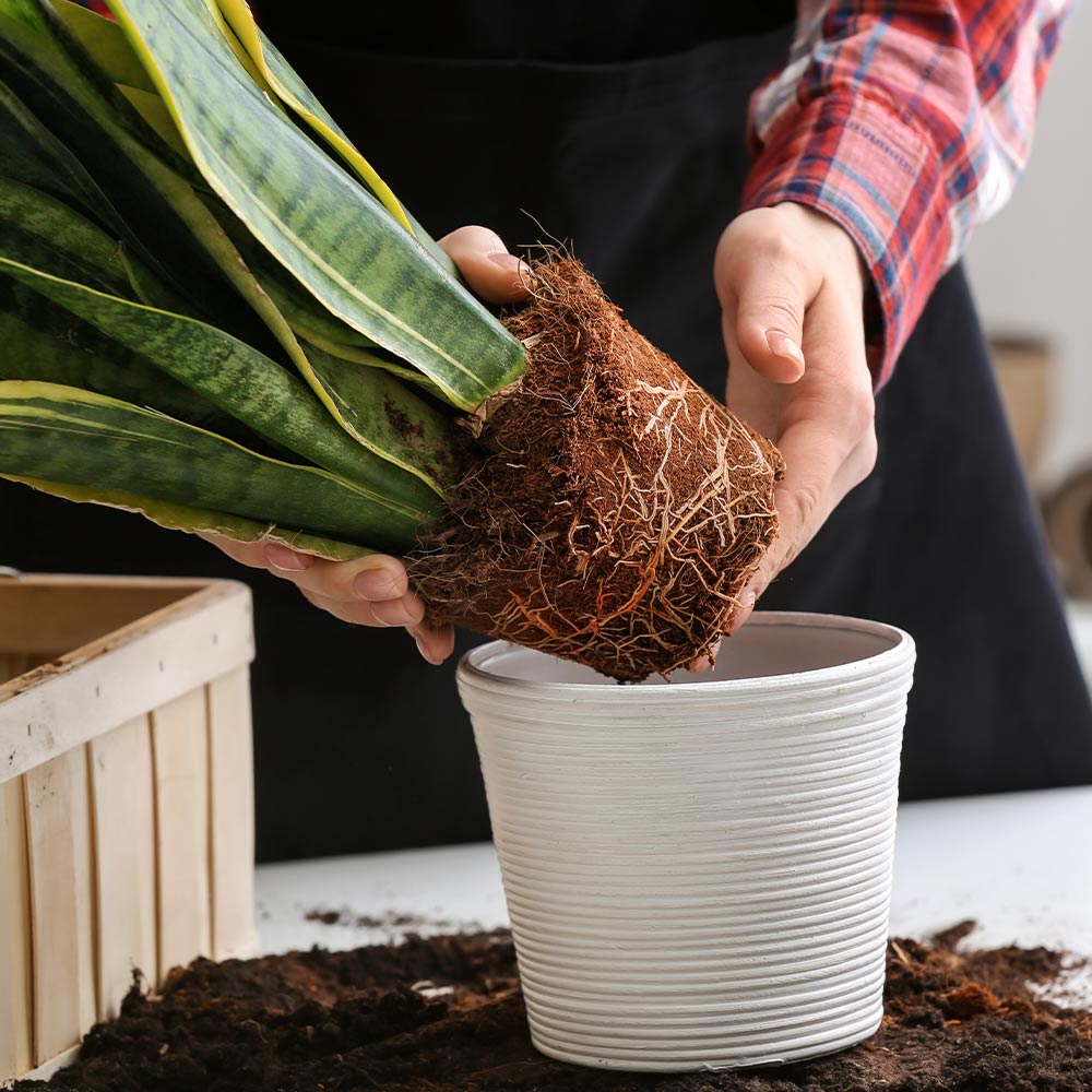 DIY Houseplant Repotting Soil: A Step-by-Step Guide