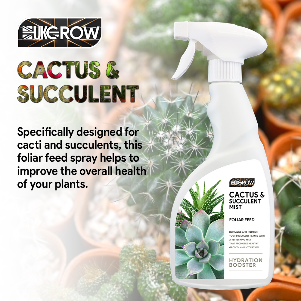 The Joy of Looking After Succulents: Your Guide to Cactus and Succulent Care