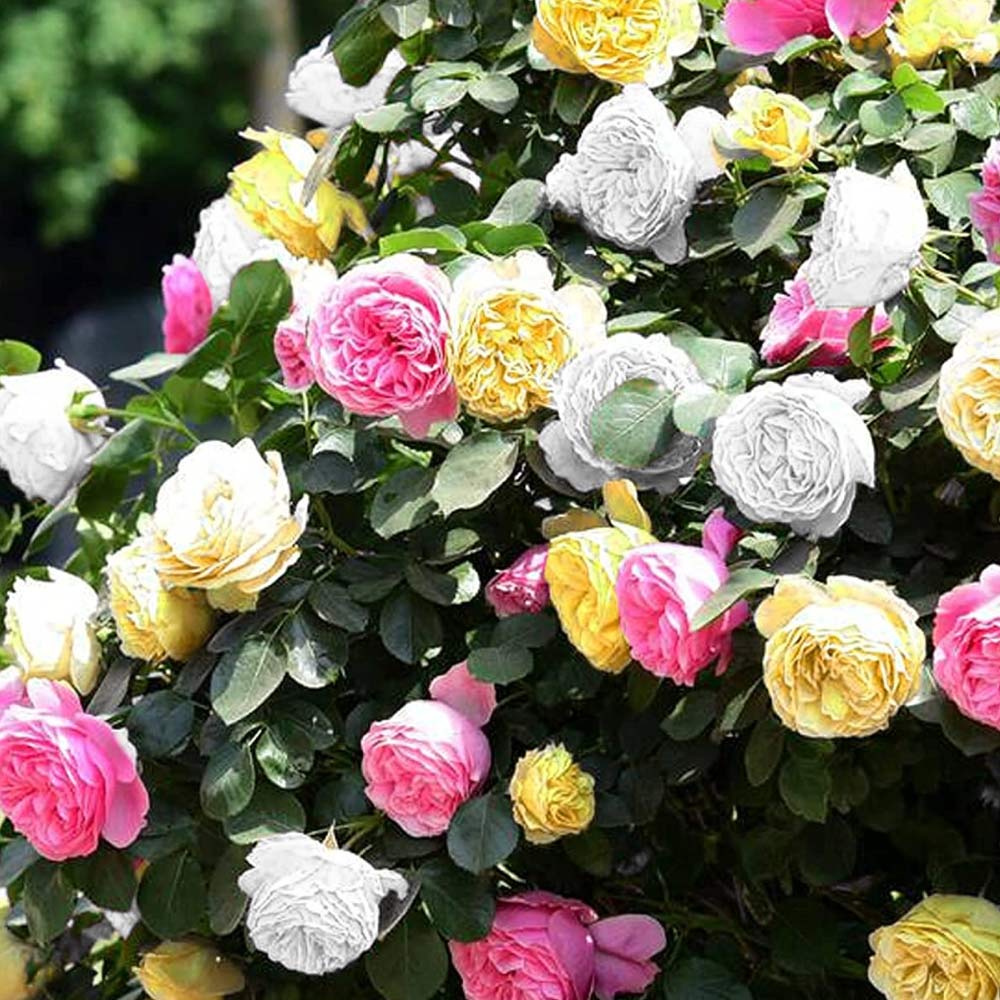British Summer Roses: A Comprehensive Guide for UK Gardeners