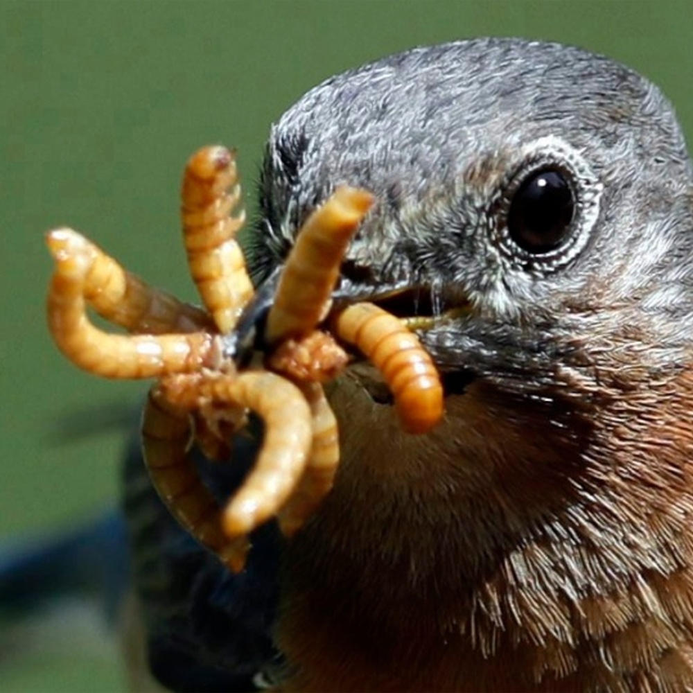The Ultimate Guide to Mealworms for Birds: The What, Why, and How