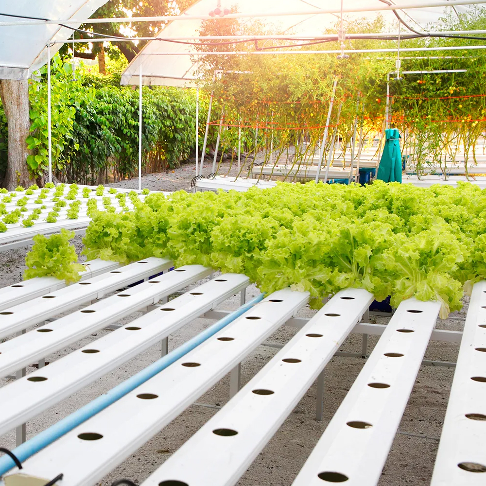 The Art and Science of Hydroponic Gardening: A Quick Guide for Beginners