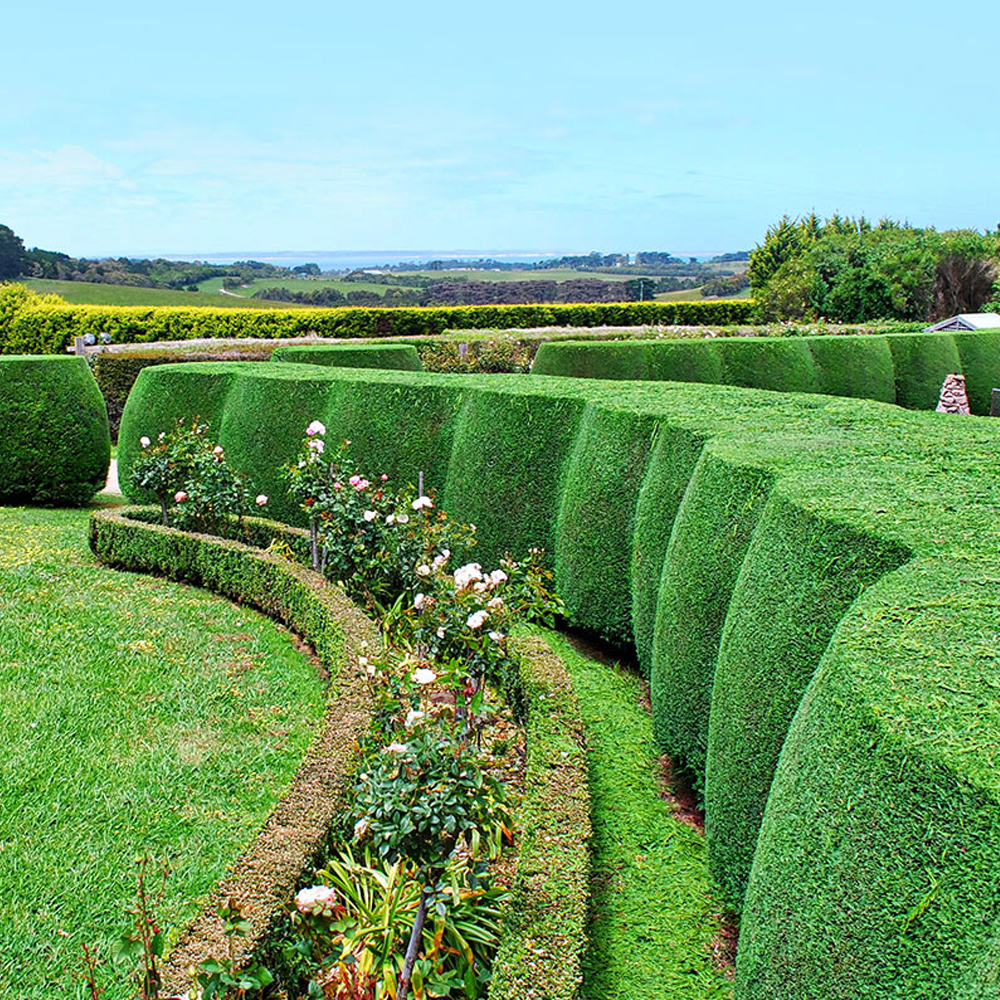How to Grow the Perfect Hedge: The Ultimate Guide to Green Excellence